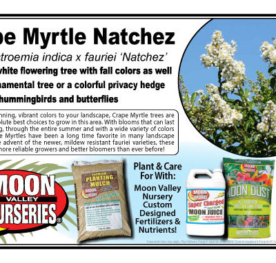 Crape Myrtle Natchez