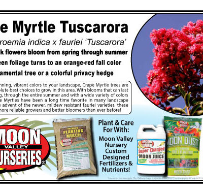 Crape Myrtle Tuscarora