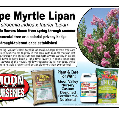 Crape Myrtle Lipan
