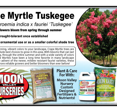 Crape Myrtle Tuskegee