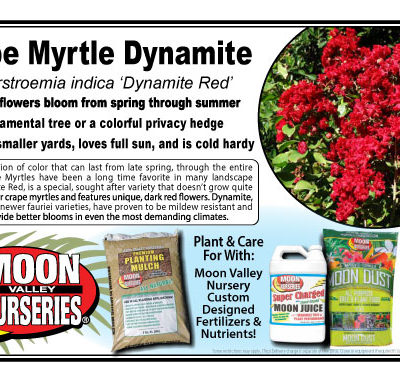 Crape Myrtle Dynamite