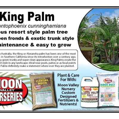 King Palm