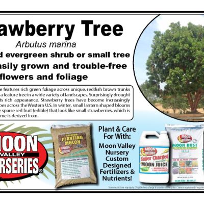 Strawberry Tree