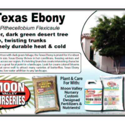 Texas Ebony