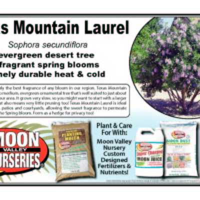 Texas Mountain Laurel