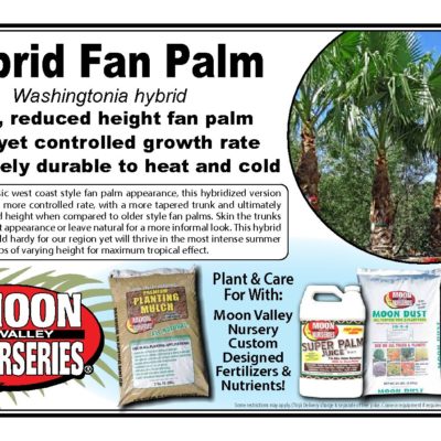 HYBRID FAN PALM