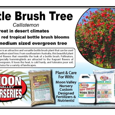 BOTTLE BRUSH TREE