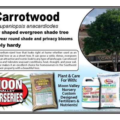 CARROTWOOD