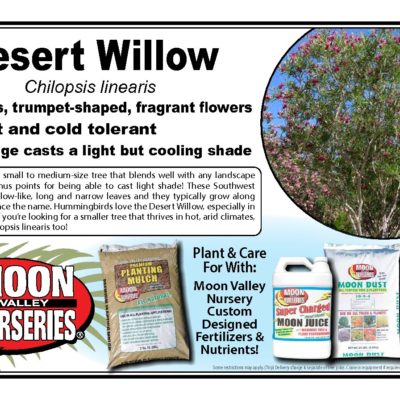 DESERT WILLOW