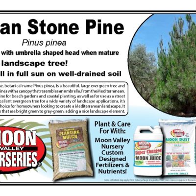 ITALIAN STONE PINE