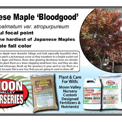 JAPANESE MAPLE 'BLOODGOOD'