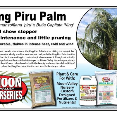 KING PIRU PALM