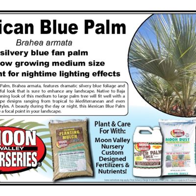 MEXICAN BLUE PALM