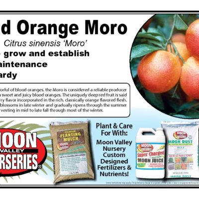BLOOD ORANGE MORO