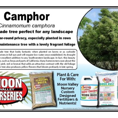CAMPHOR