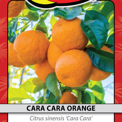 CARA CARA ORANGE