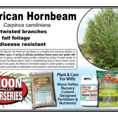 American Hornbeam
