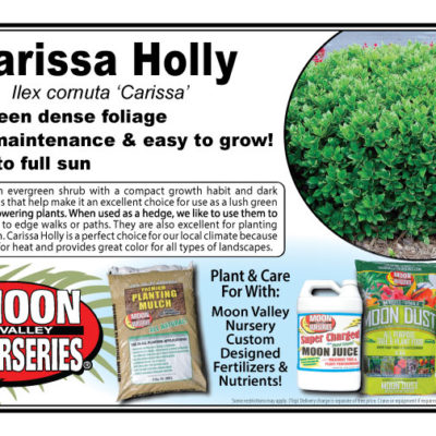 Carissa Holly