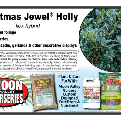 Christmas Jewel® Holly
