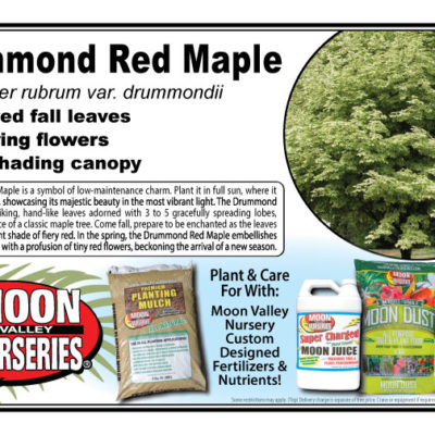 Drummond Red Maple