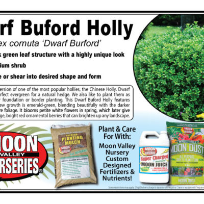 Dwarf Buford Holly