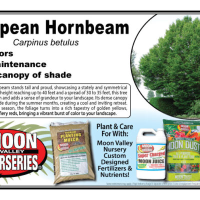 European Hornbeam