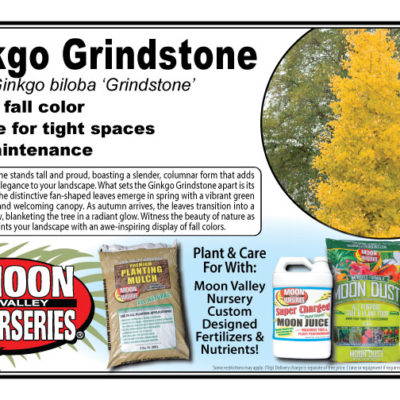 Ginkgo Grindstone