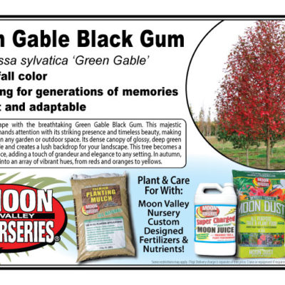 Green Gable Black Gum