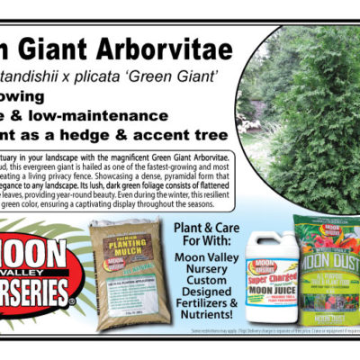 Green Giant Arborvitae