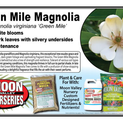 Green Mile Magnolia