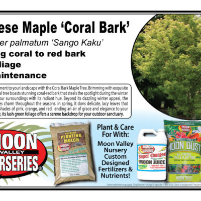 Japanese Maple 'Coral Bark'
