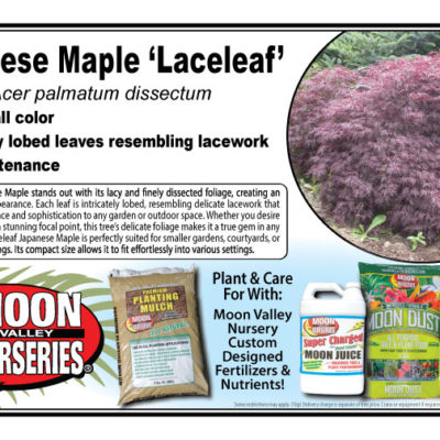 Japanese Maple 'Laceleaf'