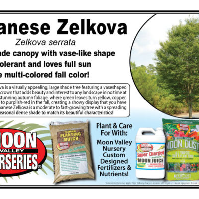 Japanese Zelkova