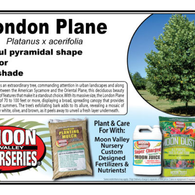 London Plane