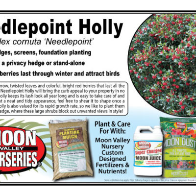 Needlepoint Holly