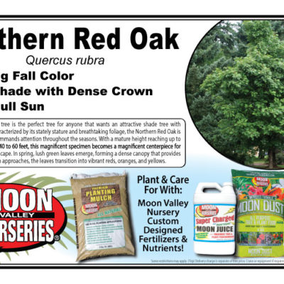Northern Red Oak