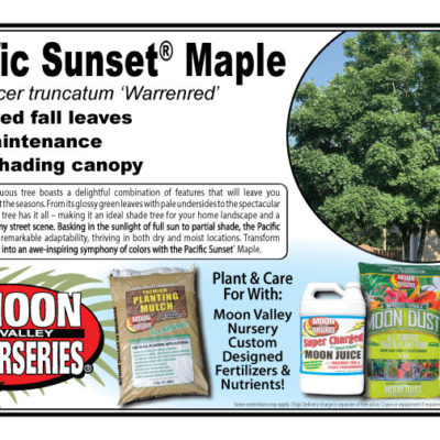 Pacific Sunset® Maple
