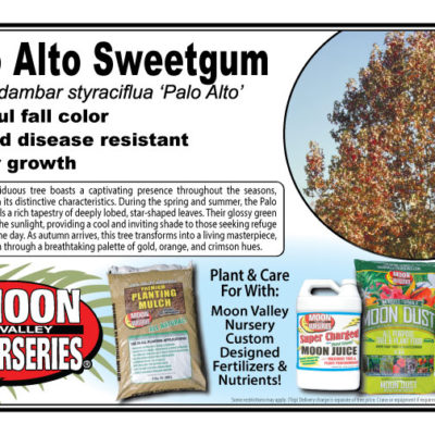Palo Alto Sweetgum