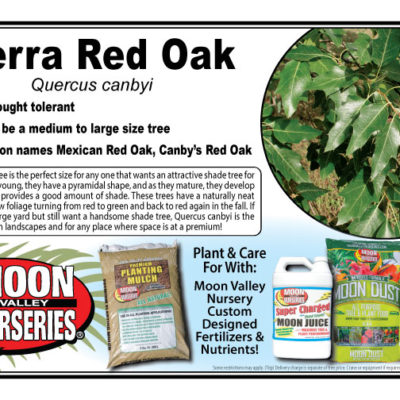 Sierra Red Oak