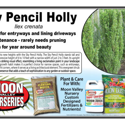 Sky Pencil Holly