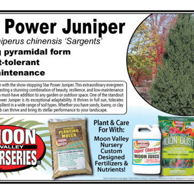 Star Power Juniper
