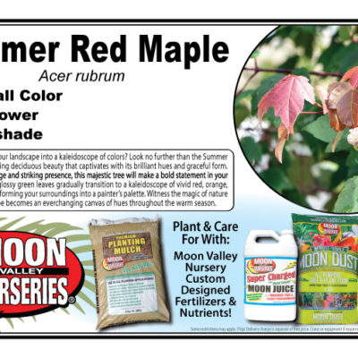 Summer Red Maple