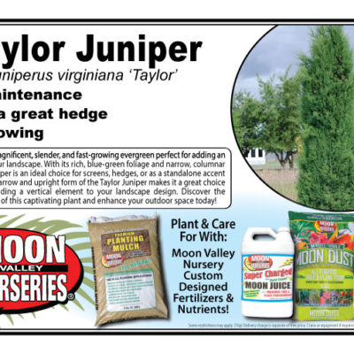 Taylor Juniper