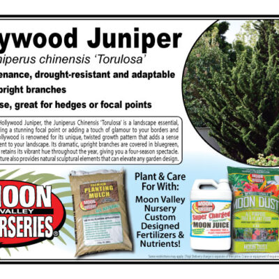 Hollywood Juniper