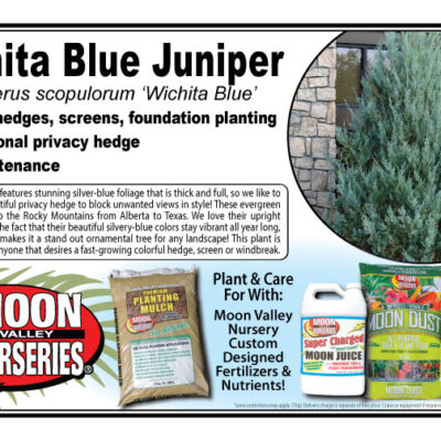 Wichita Blue Juniper