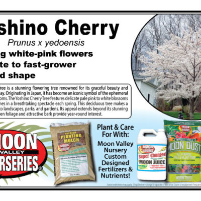 Yoshino Cherry