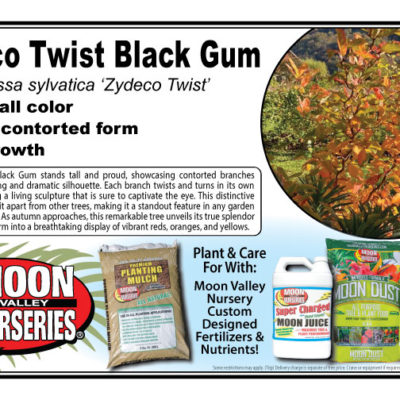 Zydeco Twist Black Gum