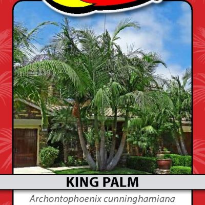 KING PALM