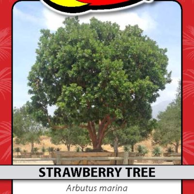 STRAWBERRY TREE