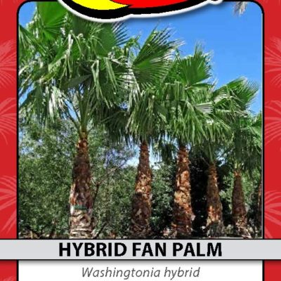 HYBRID FAN PALM